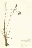 藏品(紫羊茅)的圖片